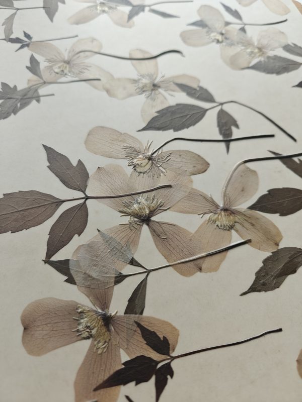 CLEMATIS PRINT - Afbeelding 3